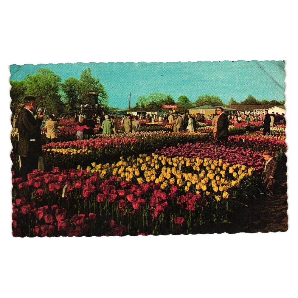 Vintage Holland Michigan Tulip Time Postcard Dexter Press Scalloped Edges Unused
